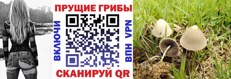 omg как войти  Вятские Поляны  Псилоцибиновые грибы Magic Shrooms 